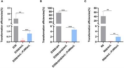 Transcriptional regulation of TacL-mediated lipoteichoic acids biosynthesis by ComE during competence impacts pneumococcal transformation